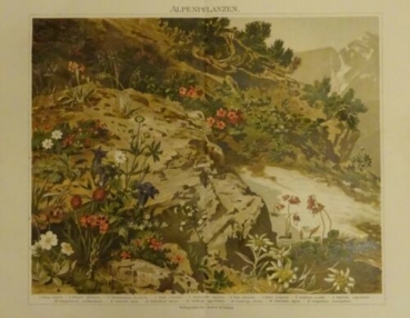 1898 - Alpenpflanzen, alter Druck